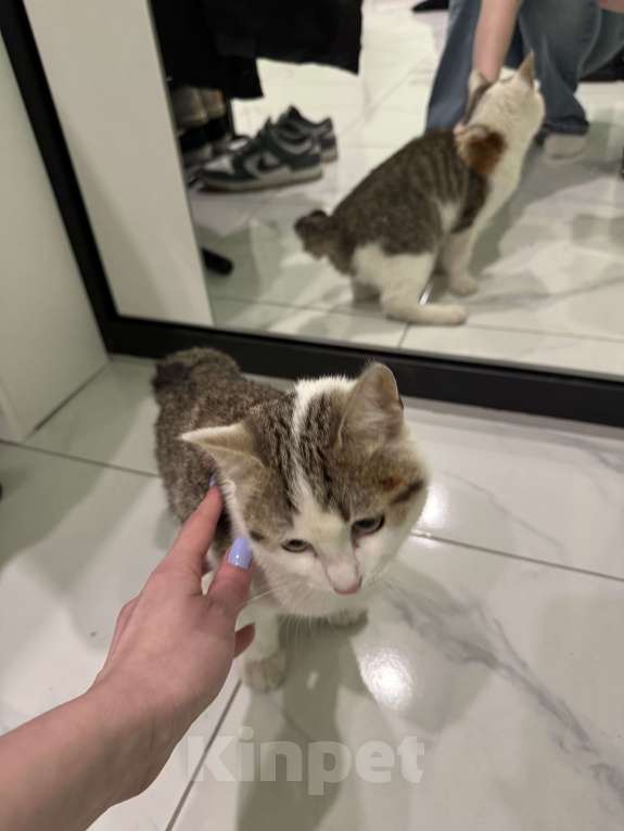 Кошки в Красногорске: Нашли кота Мальчик, Бесплатно - фото 3