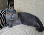 Кошки в Электростали: Вязка с Шотландским вислоухим котом Мальчик, 2 500 руб. - фото 2