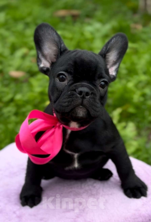 Собаки в Калининграде: Шоколадная девочка французского бульдога Девочка, 50 000 руб. - фото 1
