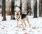 Собаки в Москве: Харизматичный Винсент ищет дом Мальчик, Бесплатно - фото 3