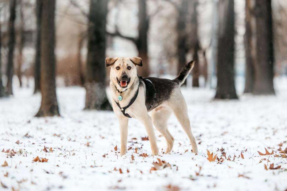 Собаки в Москве: Харизматичный Винсент ищет дом Мальчик, Бесплатно - фото 3