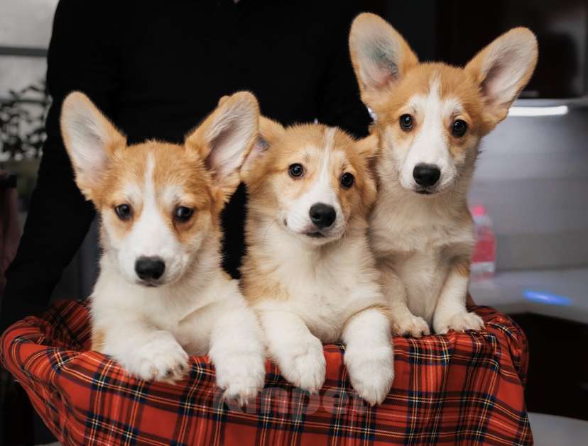 Собаки в Санкт-Петербурге: Вельш Корги Пемброк Мальчик, 45 000 руб. - фото 2