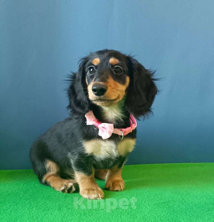 Собаки в Санкт-Петербурге: щенок мини таксы длш девочка Девочка, Бесплатно - фото 1