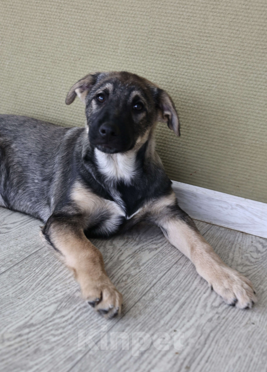 Собаки в Москве: Щенок в добрые руки бесплатно в Москве Мальчик, Бесплатно - фото 7