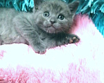 Кошки в Москве: Шотландские котята  Девочка, 8 000 руб. - фото 10
