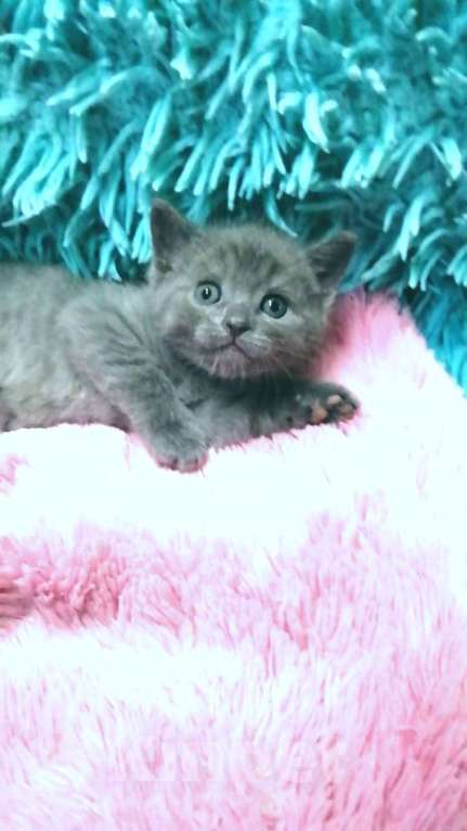 Кошки в Москве: Шотландские котята  Девочка, 8 000 руб. - фото 10