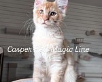 Кошки в Наро-Фоминске: Casper. Male . MCO d born June 14.2025 Мальчик, 120 000 руб. - фото 3