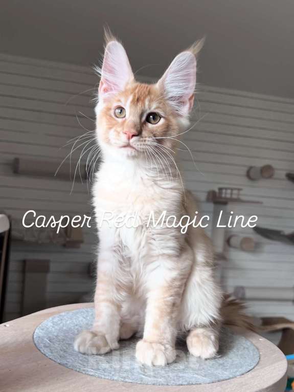 Кошки в Наро-Фоминске: Casper. Male . MCO d born June 14.2025 Мальчик, 80 000 руб. - фото 3