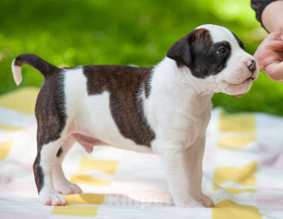 Собаки в Москве: Щенки Американского стаффордширского терьера Мальчик, Бесплатно - фото 6