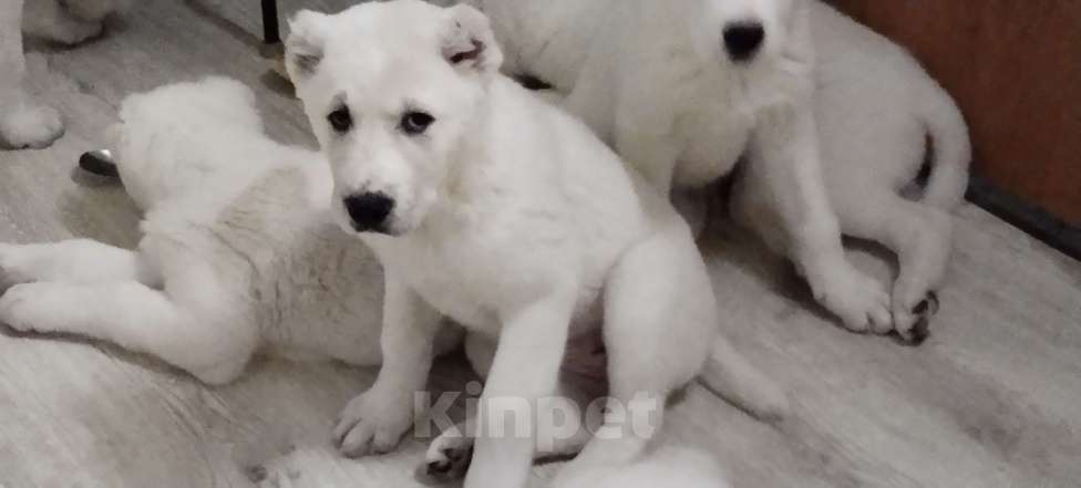 Собаки в Перми: Яра Девочка, Бесплатно - фото 2