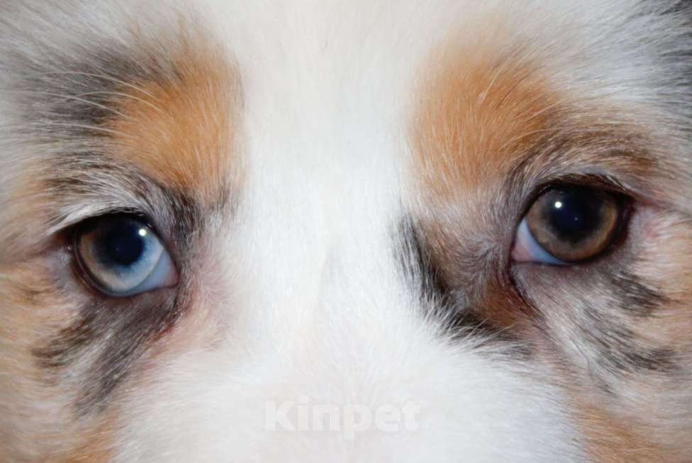 Собаки в других городах Московской области: Австралийская овчарка (аусси) Девочка, 70 000 руб. - фото 2