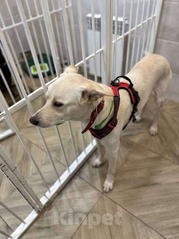 Собаки в Бронницах: Собака в добрые руки Мальчик, Бесплатно - фото 3