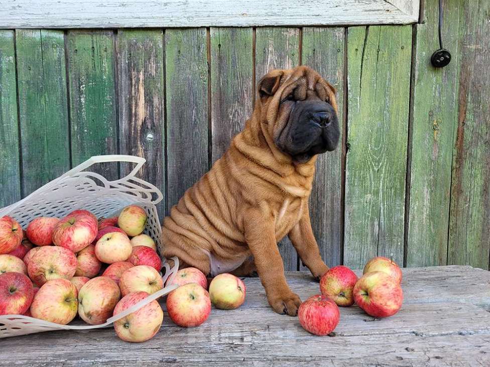 Собаки в Москве: Щенок шарпея  с документами Девочка, 50 000 руб. - фото 4