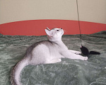 Кошки в Тюмени: Абиссинские котята серебро к Новому году  Мальчик, Бесплатно - фото 3
