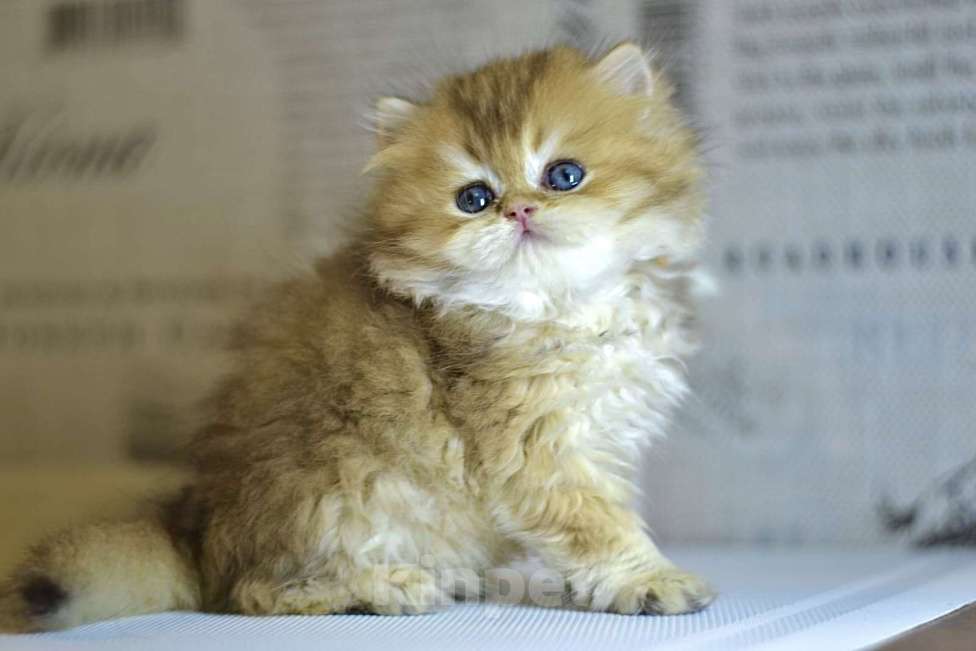 Кошки в Новосибирске: Мальчик золотой британской шиншиллы  Мальчик, Бесплатно - фото 3