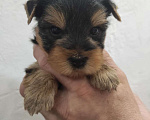 Собаки в Самаре: Девочка Йоркширского терьера мелкий стандарт Девочка, 47 000 руб. - фото 2