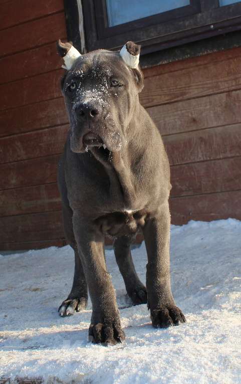 Собаки в Москве: Кане корсо девочки Девочка, 80 000 руб. - фото 7