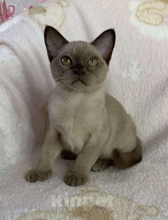 Кошки в Дмитрове: Шоколадная бурманская девочка Bell Девочка, 35 000 руб. - фото 5