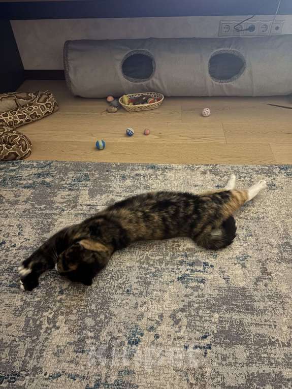 Кошки в Москве: Котенок Яшма Девочка, Бесплатно - фото 3