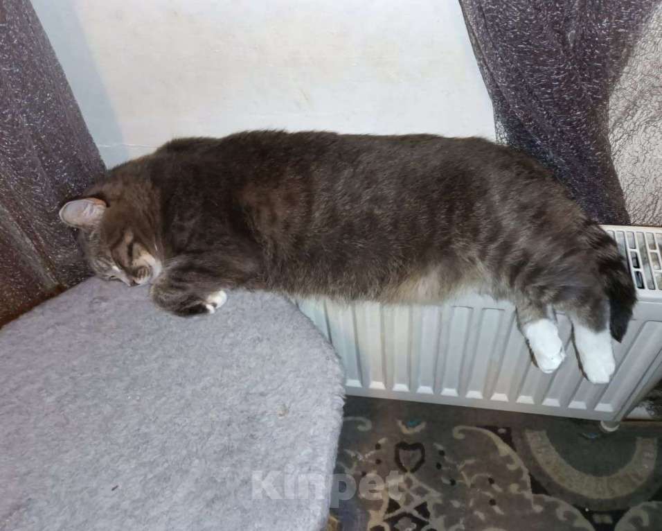 Кошки в Москве: Кошечка, которая любит лежать кверху пузиком! Девочка, Бесплатно - фото 3