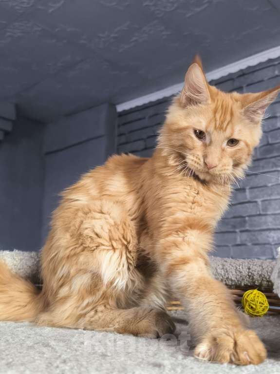 Кошки в Кемерово: Кот Jam Мальчик, 45 000 руб. - фото 8