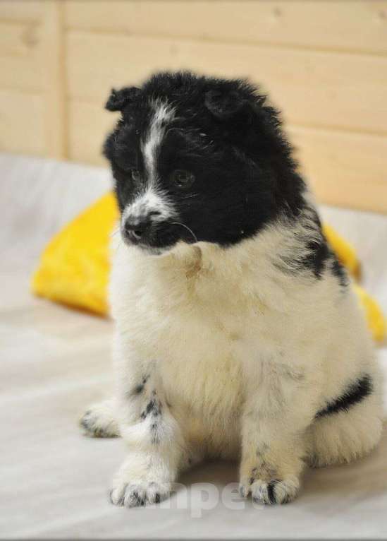 Собаки в Лосином-Петровском: Сандра,якутенок ппбж Девочка, Бесплатно - фото 7