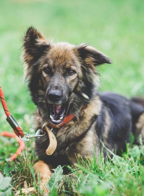 Собаки в Москве: Макс. Собака-суетолог Мальчик, Бесплатно - фото 5