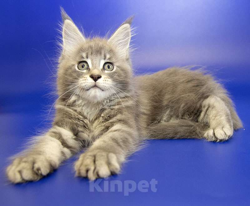 Кошки в Москве: Котенок Мейн Кун Девочка, 40 000 руб. - фото 1