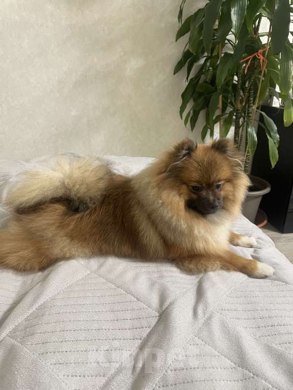 Собаки в Москве: Отдам в хорошие руки Мальчик, 15 000 руб. - фото 4