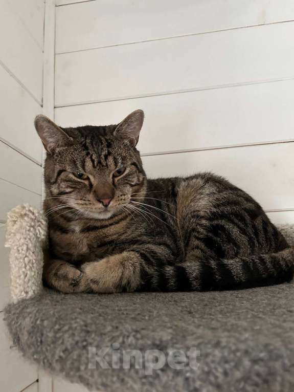 Кошки в Москве: Котик Марс ищет дом Мальчик, Бесплатно - фото 5