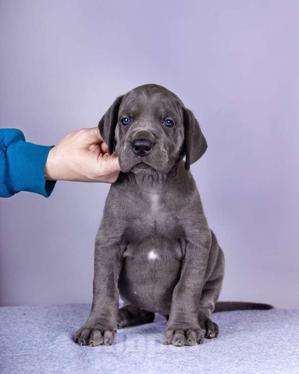 Собаки в Нижнем Новгороде: Немецкий Дог Чемпион Моего Сердца (Оранжевая лента) Девочка, 100 000 руб. - фото 8