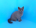 Кошки в Ульяновске: Британский котенок (мальчик) Мальчик, Бесплатно - фото 2