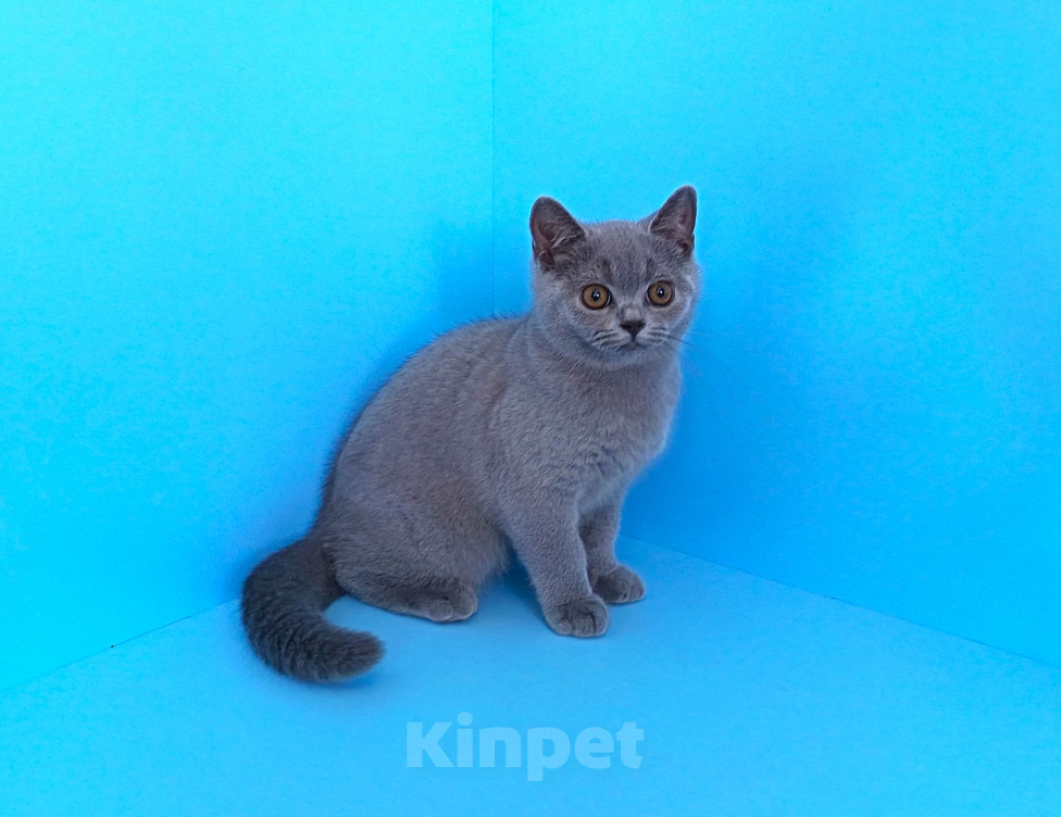 Кошки в Ульяновске: Британский котенок (мальчик) Мальчик, Бесплатно - фото 2