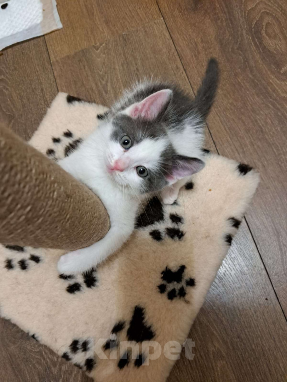 Кошки в Москве: Котенок в добрые руки Мальчик, Бесплатно - фото 4