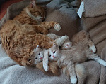 Кошки в Москве: Сибирские котята Мальчик, Бесплатно - фото 6