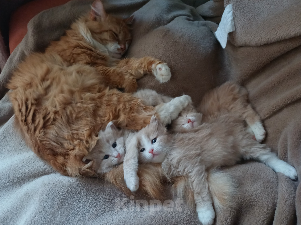 Кошки в Москве: Сибирские котята Мальчик, Бесплатно - фото 6