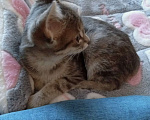 Кошки в Санкт-Петербурге: Кошечка Дымочка 3 месяца Девочка, Бесплатно - фото 6