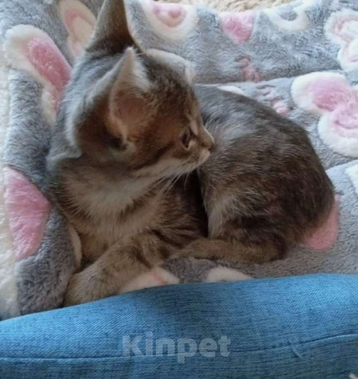 Кошки в Санкт-Петербурге: Кошечка Дымочка 3 месяца Девочка, Бесплатно - фото 6