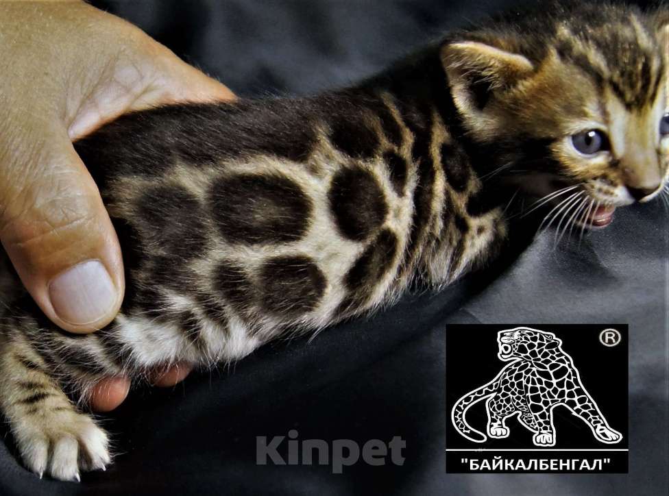 Кошки в Петропавловске-Камчатском: Бенгальский котенок. Профессиональный Питомник. Девочка, Бесплатно - фото 9