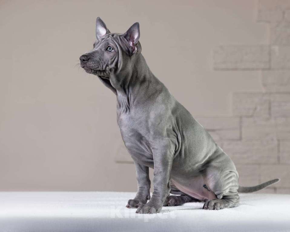 Собаки в Санкт-Петербурге: Девочка голубого окраса Девочка, 50 000 руб. - фото 2