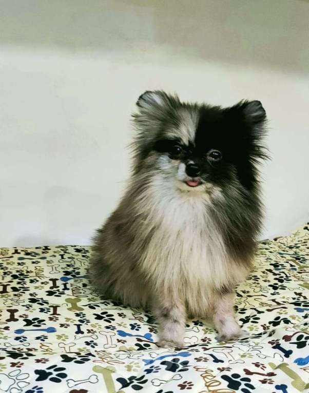 Собаки в Новокузнецке: Мальчик - Померанчик! Мальчик, 30 000 руб. - фото 5