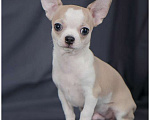 Собаки в Москве: Голубо-палевый мальчик чихуахуа Мальчик, Бесплатно - фото 5