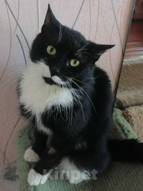 Кошки в Санкт-Петербурге: Маркиз из приюта в добрые руки Мальчик, Бесплатно - фото 10