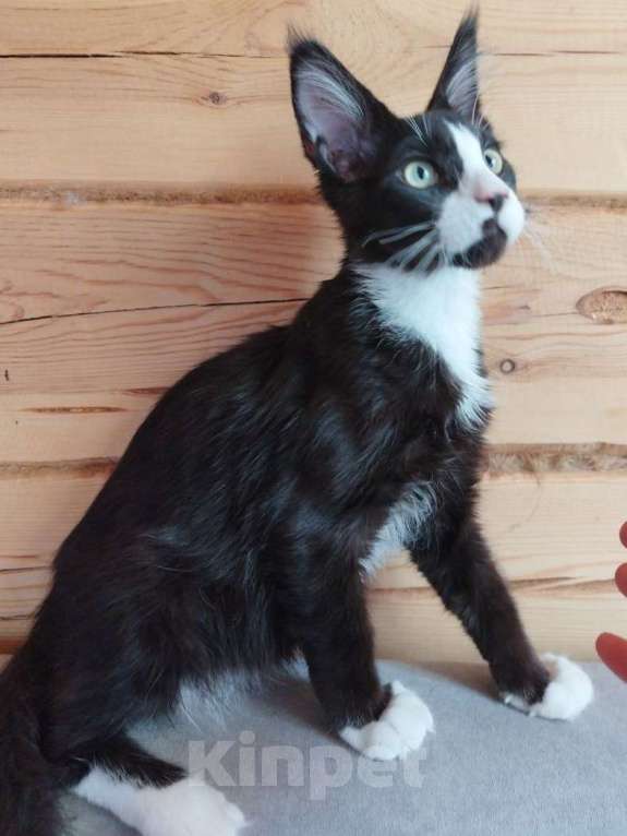 Кошки в Чите: Котенок мейнкун Мальчик, 35 000 руб. - фото 3