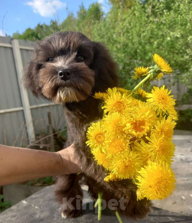 Собаки в Москве: мальтипу подрощенный мальчик Мальчик, 60 000 руб. - фото 10