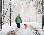 Собаки в Москве: Здравствуйте, я  - Алиса :) Девочка, Бесплатно - фото 8