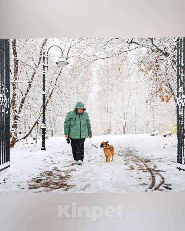 Собаки в Москве: Здравствуйте, я  - Алиса :) Девочка, Бесплатно - фото 8