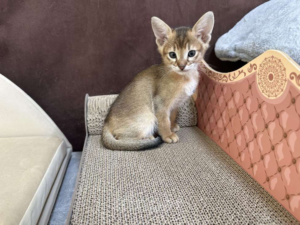 Кошки в Москве: абиссинский котик дикого окраса под резерв  Мальчик, 90 000 руб. - фото 6