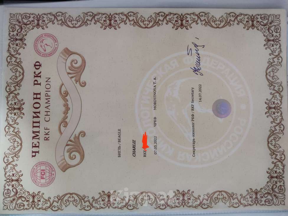 Собаки в Балашихе: Дана Девочка, 30 000 руб. - фото 7