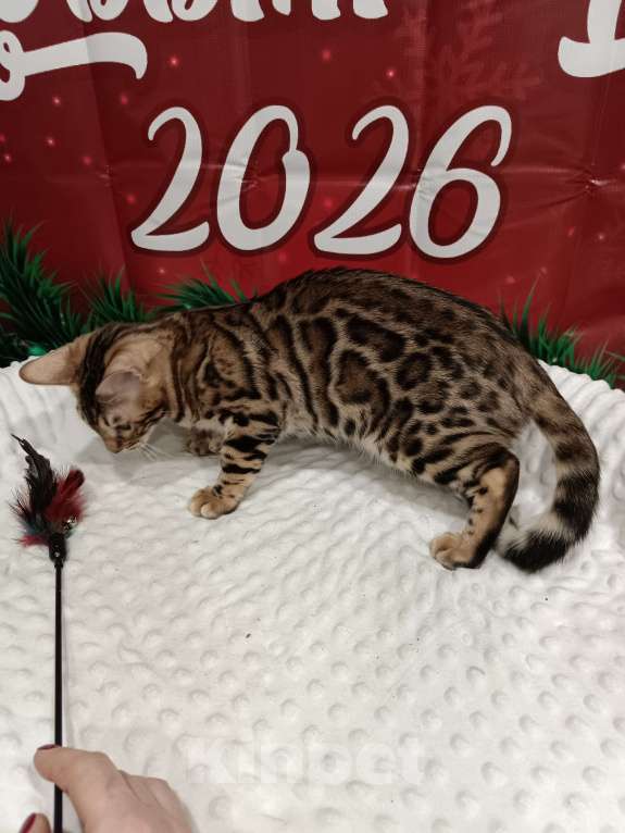 Кошки в Лыткарино: Бенгальский котенок девочка Линда с документами  Девочка, 12 000 руб. - фото 4
